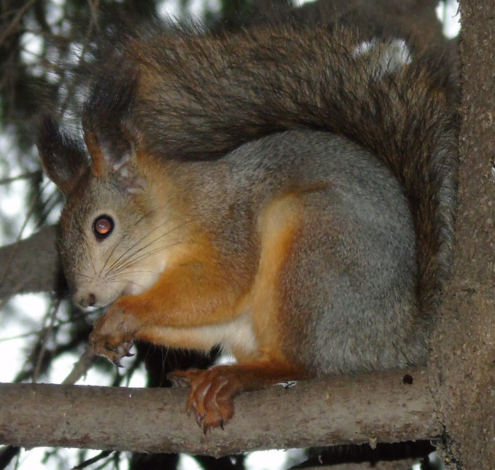 DSC03319 (700x663, 490Kb)