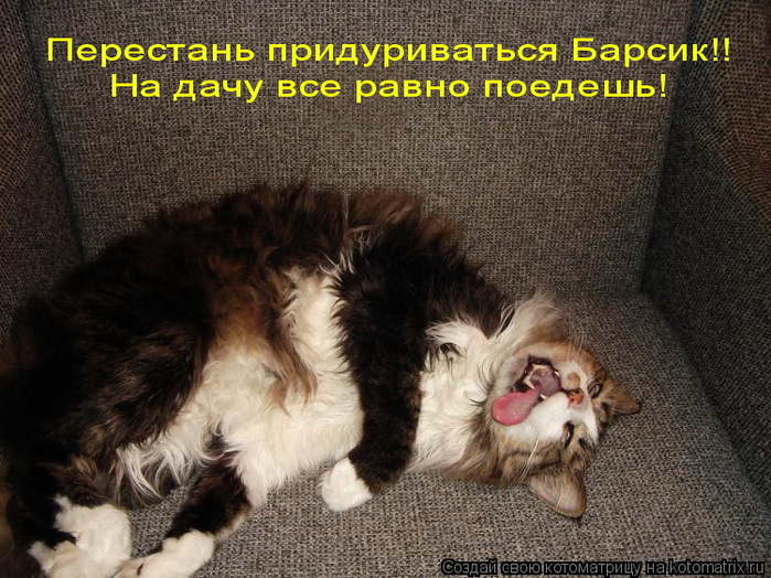 1479939_Barsik (700x524, 167Kb)