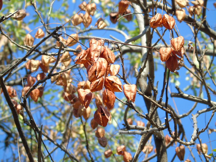 DSC02409 (700x525, 564Kb)