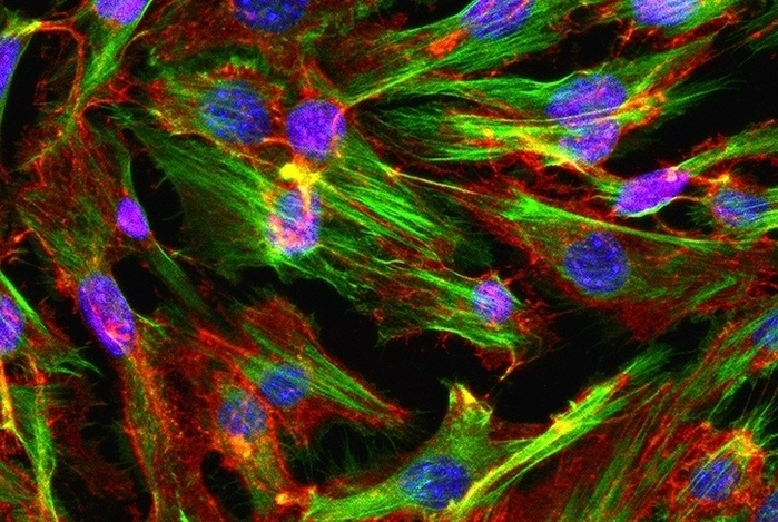 Что такое стволовые клетки для волос
