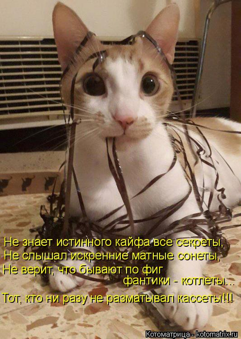 kotomatritsa_2 (1) (497x700, 393Kb)