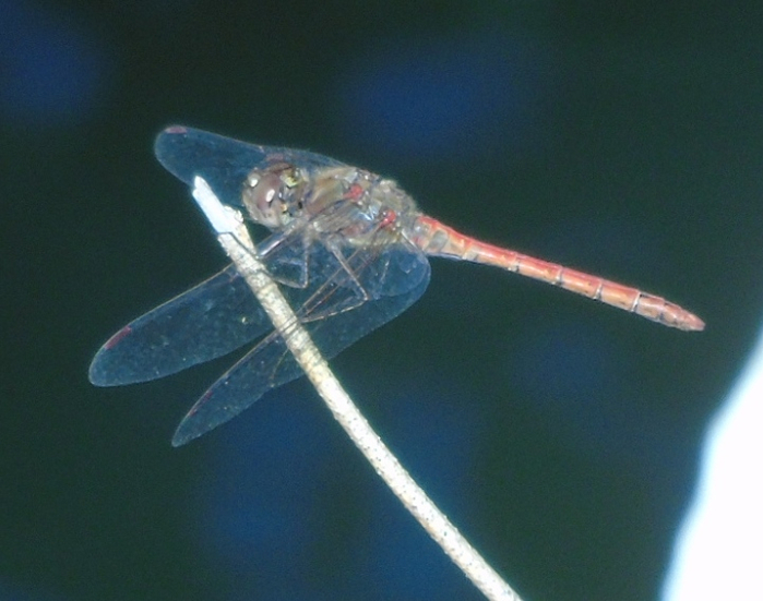 DSC02641 (700x551, 300Kb)