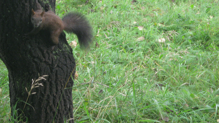 IMG_8684 (700x392, 463Kb)