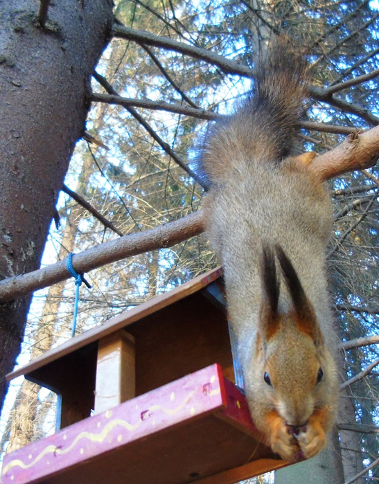 DSC04597 (547x700, 512Kb)