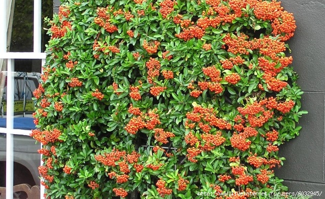 6032945_Pyracantha_bush__arp_642x393 (642x393, 313Kb)