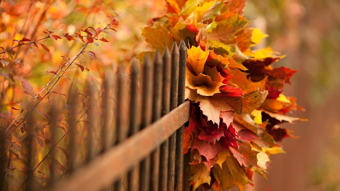 Nature___Seasons___Autumn_Bouquet_of_autumn_leaves_in_the_fence_100693_ (700x393, 314Kb)