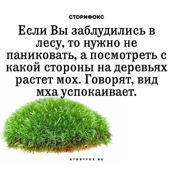 С какой стороны растет. Мох Мем. Мемы про мох. Мох прикол. Шутки про мох.