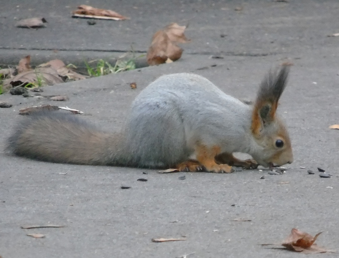 DSC04889 (700x532, 276Kb)
