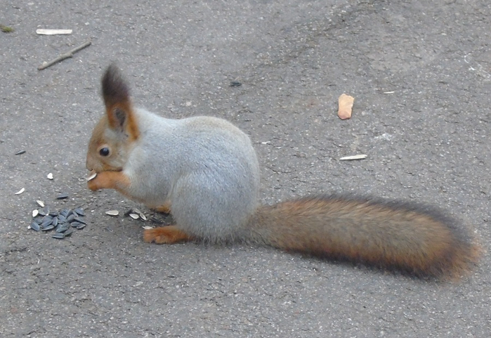 DSC04902 (700x481, 340Kb)