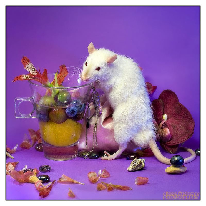 Fancy_rat_10 (700x700, 393Kb)