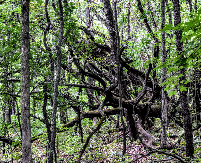 s17 (657x532, 542Kb)