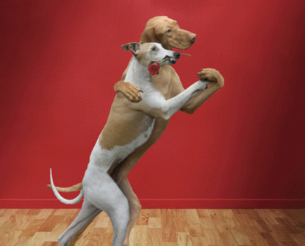 9011eaf9fb4e (434x350, 114Kb)