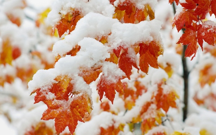 Nature___Flowers_Early_snowfall_076206_ (700x437, 117Kb)