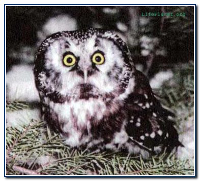 owl-2 (393x357, 38Kb)