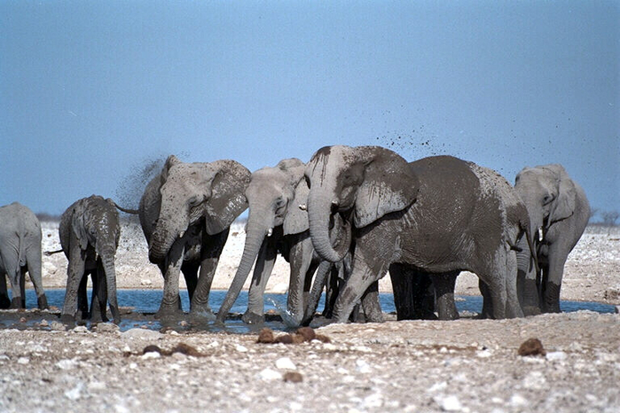 Elephants01 (700x466, 349Kb)