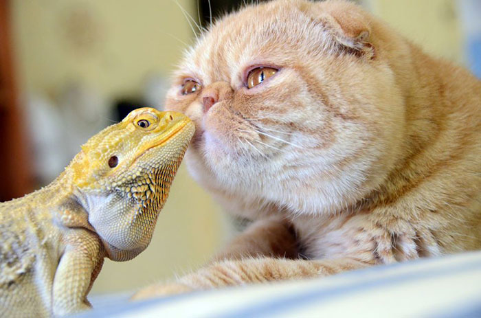 unusual-animal-friendship-cat-iguana__700 (700x463, 72Kb)