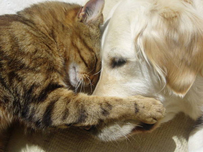 image (7) (700x525, 98Kb)