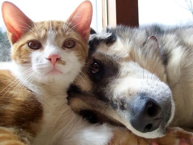 image (1) (640x480, 81Kb)