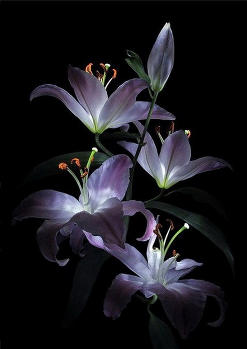 d4308da5a162.jpg 10 (600x750, 167Kb)