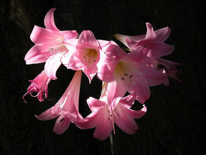 f2c8218d2680.jpg 12 (700x525, 204Kb)