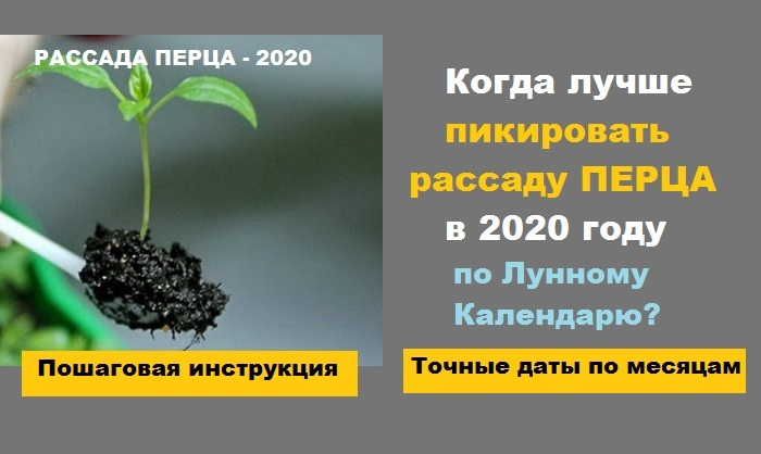 Когда пикировать перец в 2024 году по лунному календарю в …