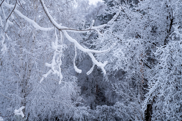 DSC02186 (640x425, 456Kb)