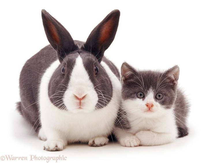 cute-matching-pets-warren-photographic-4-57e934f0b4adc__880 (700x566, 219Kb)