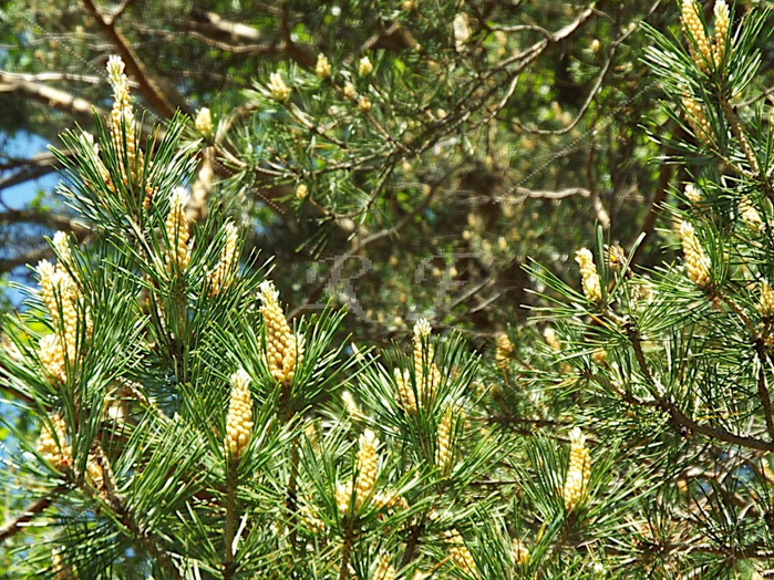 pinus-1800 (700x524, 631Kb)