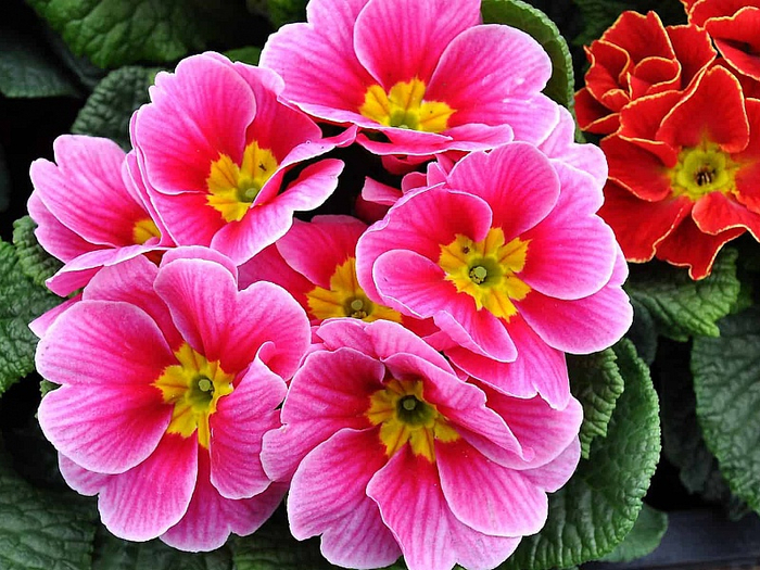 primula_3 (700x525, 499Kb)