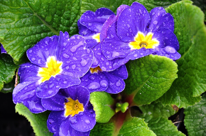 primula-1288549_960_720 (700x464, 458Kb)