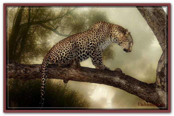 Leopard sanctuary (700x465, 313Kb)