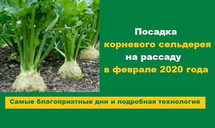 Когда высаживать сельдерей в грунт. Посадка рассады корневого сельдерея в открытый грунт. Сельдерей корневой выращивание. Правильный посев сельдерея корневого. Когда сеять сельдерей корневой.