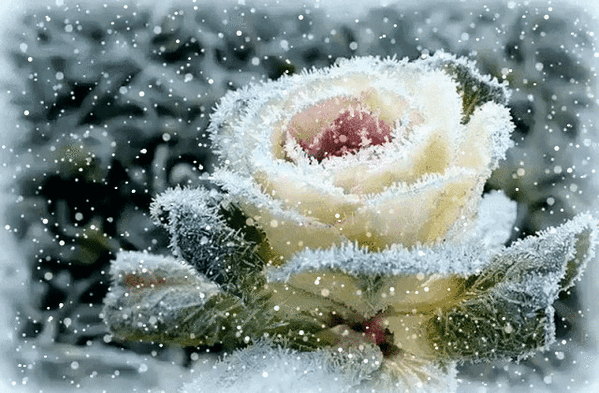 роза в снегу (599x393, 3750Kb)