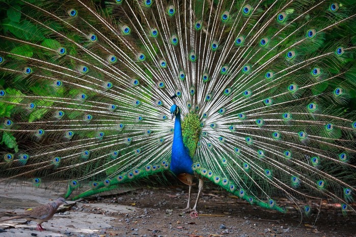 peacock-3023523_1920 (700x466, 183Kb)