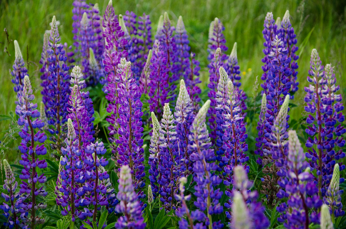 DSC_0914_1 (700x463, 583Kb)