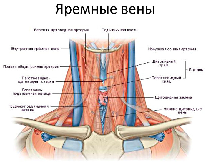 Внутренняя яремная Вена анатомия. Расширение яремной вены