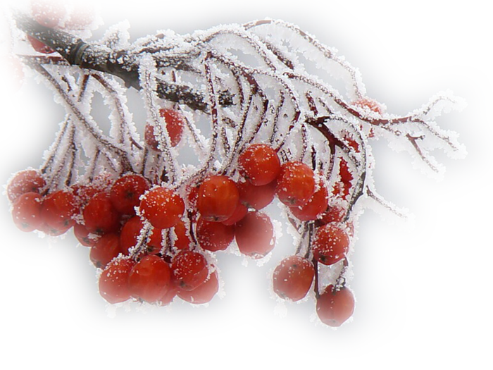 Прозрачные зимние картинки. Зимние ягоды. Рябина в снегу на прозрачном фоне. Заснеженная ветка рябины. Зимний фон с веткой рябины.