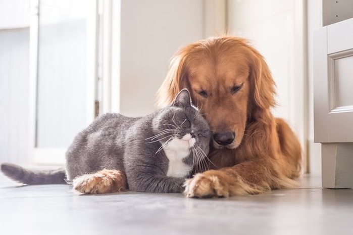 tender-photos-of-cats1 (700x465, 71Kb)