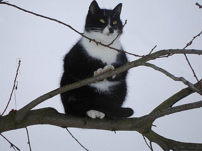 dlyakota.ru_fotoprikoly-s-kotami_chelyabinskie-koty-nastolko-surovy_25 (700x525, 272Kb)