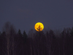 Луна как желтый медведь. Желтая Луна. Огненный шар над лесом. Луна желтая большая. Полная желтая Луна.