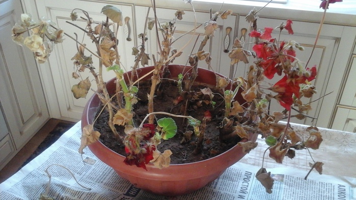 20200301_102522 (700x393, 138Kb)
