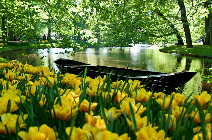 26-Парк цветов Кейкенкоф в Голландии (700x465, 550Kb)