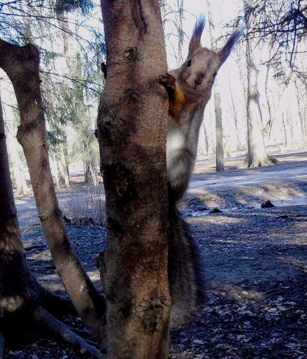 DSC07687 (598x700, 518Kb)