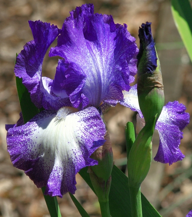 1360545_Iris3 (617x700, 345Kb)