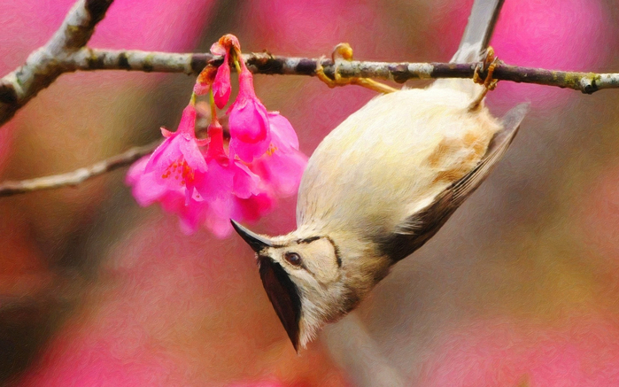 Animals___Birds_Bird_on_a_branch_hanging_upside_down_108352_19 (700x437, 346Kb)