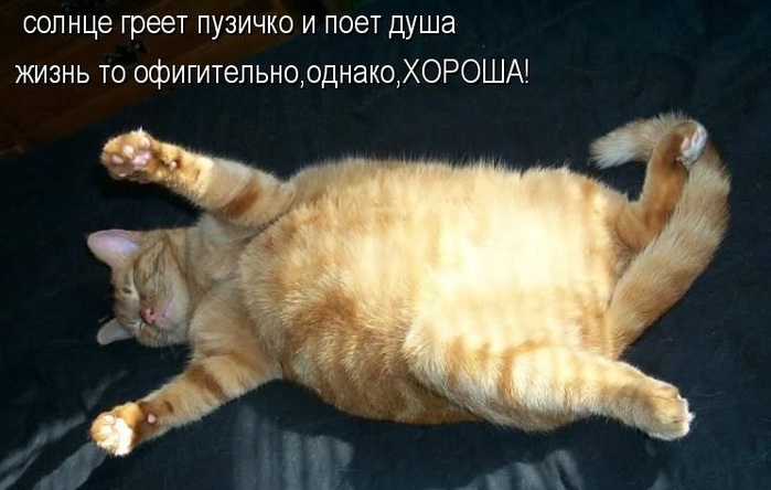 Котоматрица - 4 - Страница 26 152353759_2714816_198652774_7d1d6dae3a172369ff9b882928cdee35_800