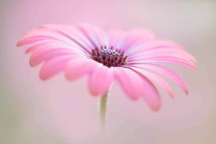 PhotoWebExpo-Jane-Dibnah.-Cape-Daisy.-Visokaya-ocenka-zhyuri-Macro-Art-Photo-Project-2019 (700x466, 154Kb)