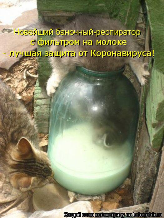 kotomatritsa_5g (525x700, 270Kb)