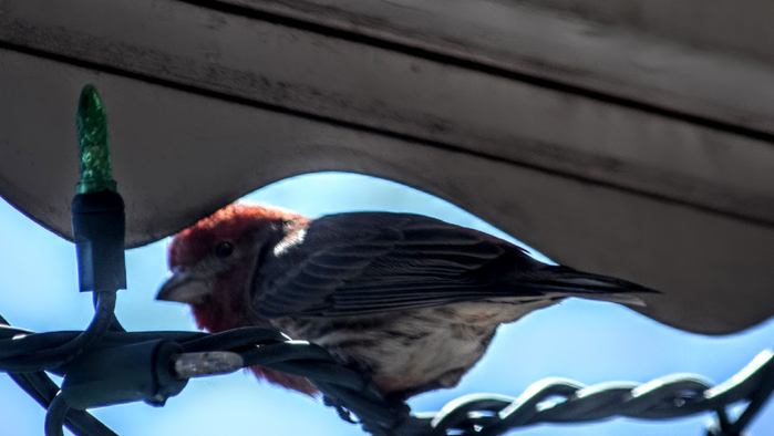 pt2 (700x394, 196Kb)