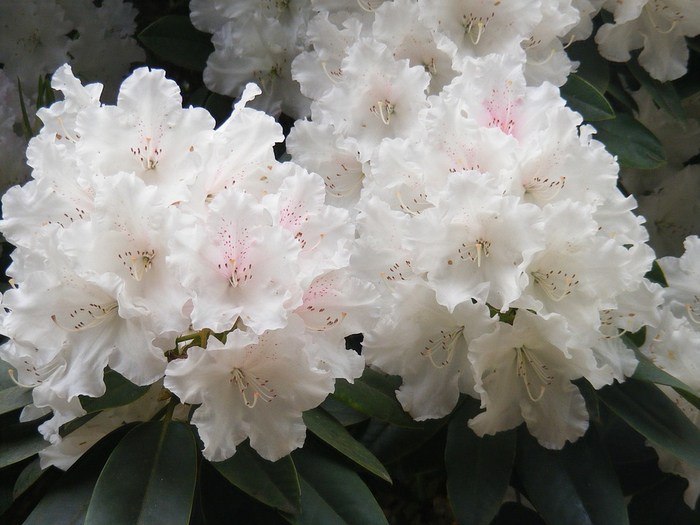 rhododendron-232767_960_720 (700x525, 354Kb)